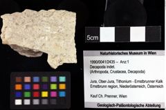 Foto (Objket + Etiketten) von Decapoda indet. 